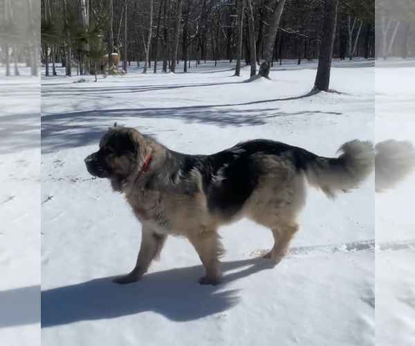 Medium Photo #1 Caucasian Shepherd Dog Puppy For Sale in AKELEY, MN, USA
