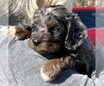 Puppy 3 Aussiedoodle Miniature 