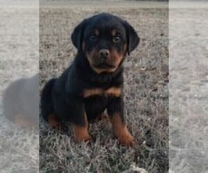Rottweiler Puppy for sale in NORTH LITTLE ROCK, AR, USA
