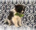 Small Photo #2 Pomeranian Puppy For Sale in LAKELAND, FL, USA