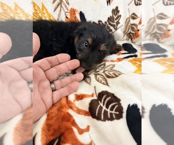 Medium Photo #5 Dorkie Puppy For Sale in NEGLEY, OH, USA