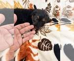 Small #4 Dorkie