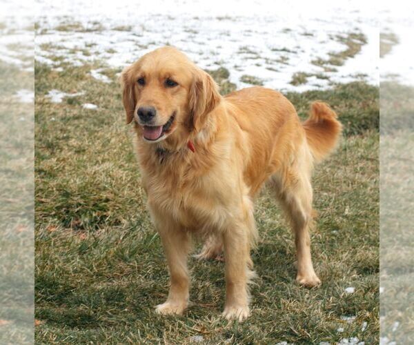 Medium Photo #1 Golden Retriever Puppy For Sale in COATESVILLE, PA, USA