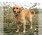 Small Photo #1 Golden Retriever Puppy For Sale in COATESVILLE, PA, USA