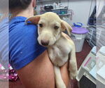 Small #4 Mutt