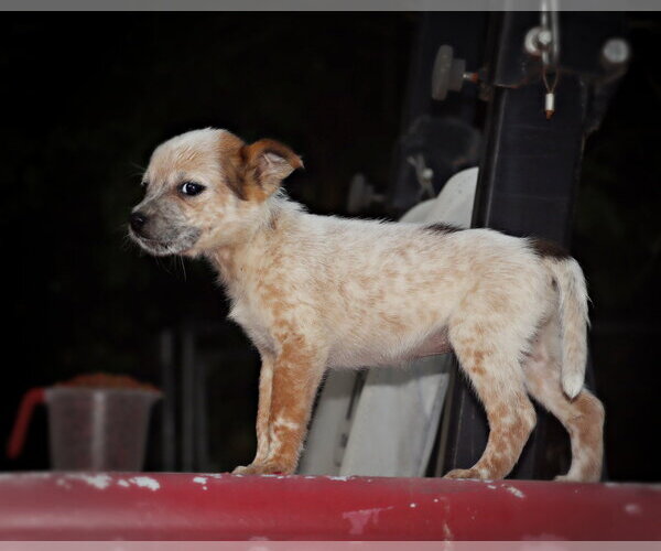 Medium Photo #2 Australian Shepherd-Unknown Mix Puppy For Sale in Southbury, CT, USA
