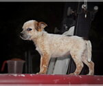 Small Photo #2 Australian Shepherd-Unknown Mix Puppy For Sale in Southbury, CT, USA