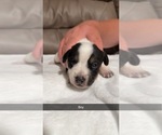 Small #2 Australian Cattle Dog-Beagle Mix