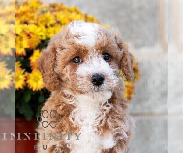 Medium Photo #2 Poodle (Miniature) Puppy For Sale in DORNSIFE, PA, USA