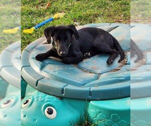 Chihuahua-Labrador Retriever Mix Dogs for adoption in Doylestown, PA, USA