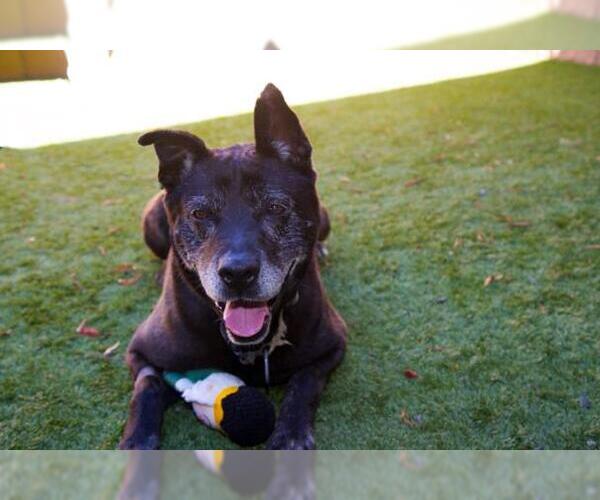 Medium Photo #3 American Pit Bull Terrier-German Shepherd Dog Mix Puppy For Sale in Moreno Valley, CA, USA
