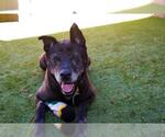 Small #2 American Pit Bull Terrier-German Shepherd Dog Mix