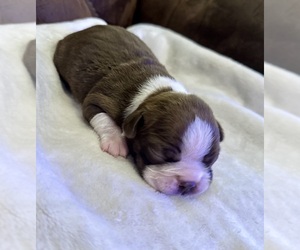 Boston Terrier Puppy for sale in GARFIELD, AR, USA