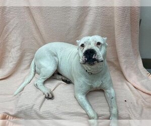 Dogo Argentino-Unknown Mix Dogs for adoption in McKinleyville, CA, USA