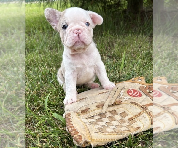 Medium Photo #1 French Bulldog Puppy For Sale in MIDDLEBURY, IN, USA