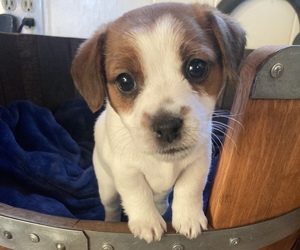 Russell Terrier Puppy for sale in ATASCADERO, CA, USA