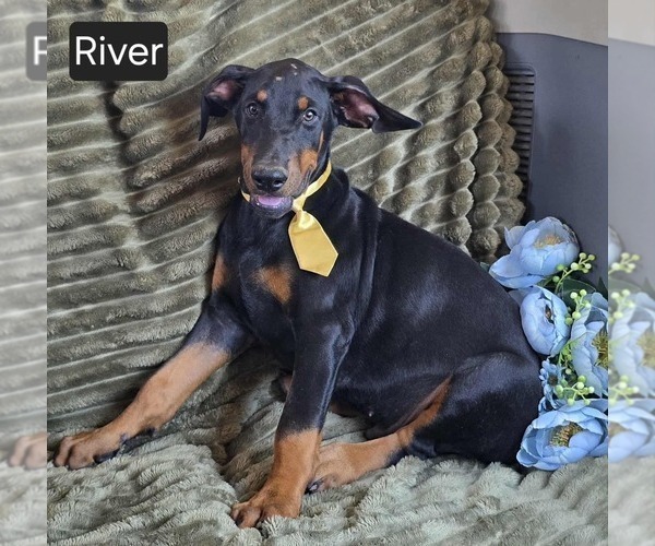 Medium Photo #4 Doberman Pinscher Puppy For Sale in POMEROY, OH, USA