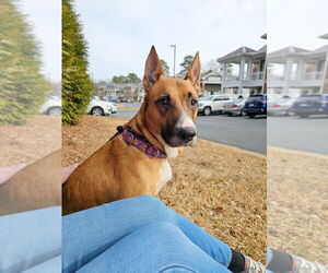 Iris - Female Boxer-German Shepherd Dog Mix Dog for Adoption - Photo #4