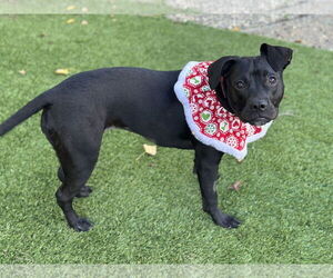 American Pit Bull Terrier Dogs for adoption in Berkeley, CA, USA