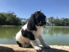 Small Photo #8 Poodle (Standard) Puppy For Sale in AUGSBURG, IL, USA