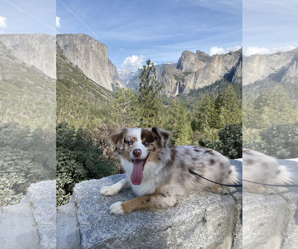 Medium Photo #5 Australian Shepherd-Unknown Mix Puppy For Sale in Dallas, TX, USA
