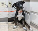 Small #2 German Shepherd Dog Mix