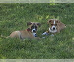Small #4 Labrador Retriever Mix