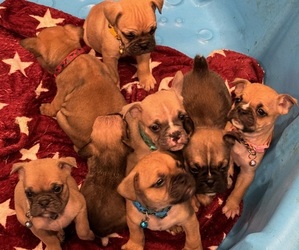 French Bulldog-French Bulloxer Mix Puppy for sale in KENT, WA, USA