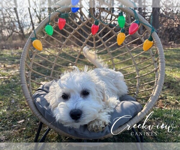 Medium Photo #4 Havachon Puppy For Sale in NIANGUA, MO, USA