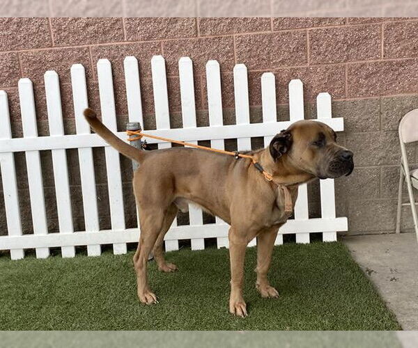 Medium Photo #1 Bullmastiff Puppy For Sale in Modesto, CA, USA