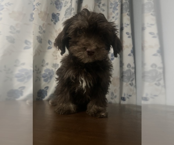 Medium Photo #43 Havanese Puppy For Sale in DURHAM, CT, USA