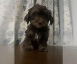 Small #42 Havanese