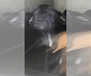 Labrador Retriever-Unknown Mix Dogs for adoption in Texas City, TX, USA