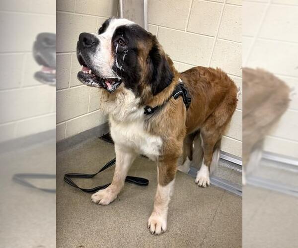 Medium Photo #1 Saint Bernard Puppy For Sale in West Valley, UT, USA