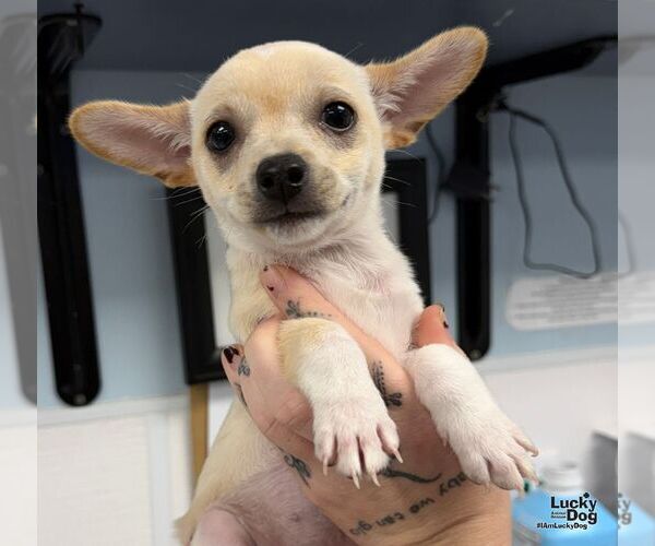 Medium Photo #3 Chihuahua-Unknown Mix Puppy For Sale in Washington, DC, USA