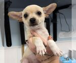 Small Photo #3 Chihuahua-Unknown Mix Puppy For Sale in Washington, DC, USA