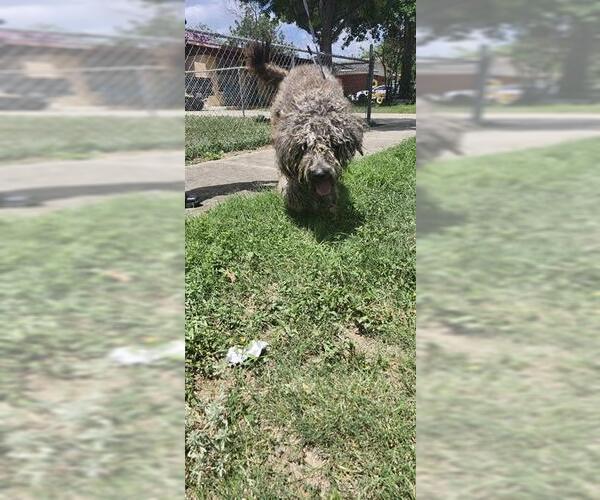 Medium Photo #1 Poodle (Standard) Puppy For Sale in San Antonio, TX, USA