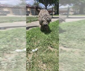 Poodle (Standard) Dogs for adoption in San Antonio, TX, USA
