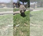 Small Poodle (Standard)
