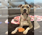 Josie - Female American Pit Bull Terrier-Unknown Mix Dog for Adoption - Small photo
