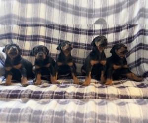 Doberman Pinscher Puppy for Sale in SEALY, Texas USA