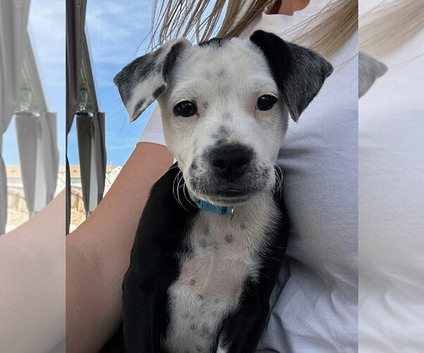 Medium Photo #5 Mutt Puppy For Sale in Sandy, UT, USA