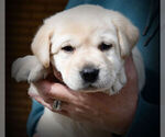 Small Photo #4 Labrador Retriever Puppy For Sale in HAMILTON, MT, USA
