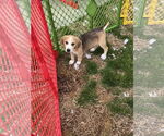 Small Photo #4 Beagle-Unknown Mix Puppy For Sale in Holly Springs, NC, USA