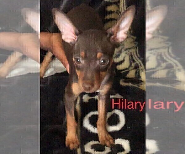 Medium Photo #2 Miniature Pinscher Puppy For Sale in CHANDLER, AZ, USA