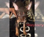 Small Photo #2 Miniature Pinscher Puppy For Sale in CHANDLER, AZ, USA