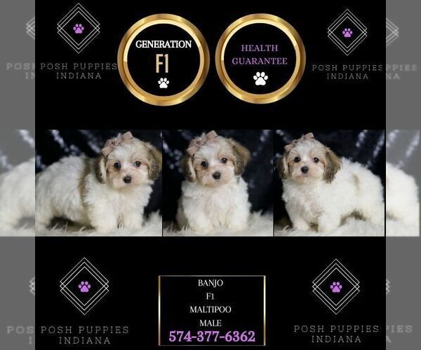 Medium Photo #2 Maltipoo Puppy For Sale in WARSAW, IN, USA