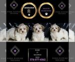 Small #1 Maltipoo