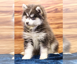 Small #3 Pomsky