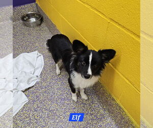 Elf - Male Chihuahua-Unknown Mix Dog for Adoption - Photo #3